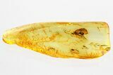 Detailed Fossil Ichneumon Wasp (Ichneumonidae) In Baltic Amber #362675-1